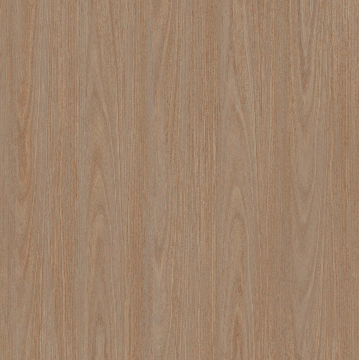 Parson Eucaly M91069
